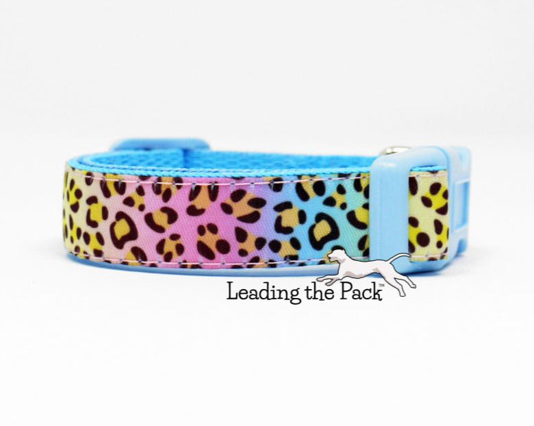 Rainbow leopard 15mm dog collars & leads